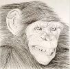 Ape, 1973, graphite on paper, 19